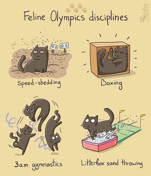 cat olympics.jpg